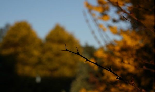Диафрагма f/8